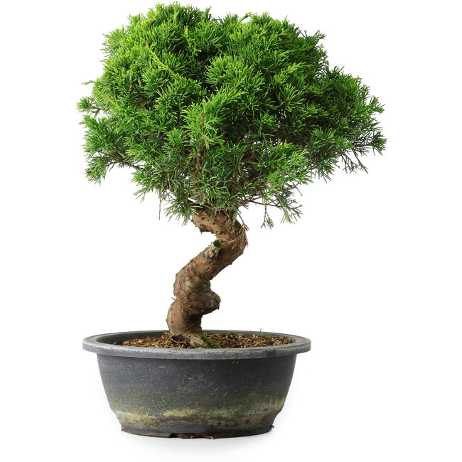 Juniperus chinensis Itoigawa, 33,5 cm, ± 15 Jahre alt