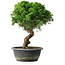 Juniperus chinensis Itoigawa, 33,5 cm, ± 15 años