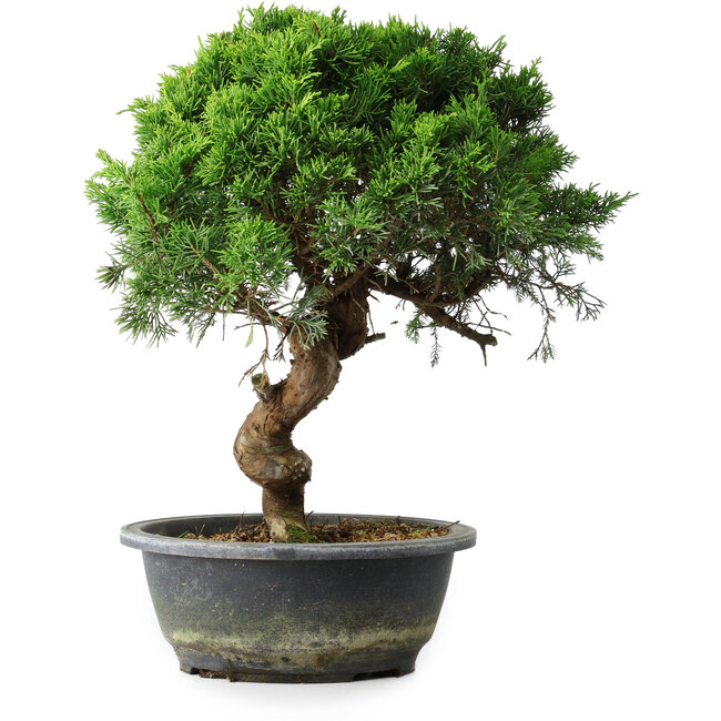 Juniperus chinensis Itoigawa, 33,5 cm, ± 15 años