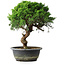 Juniperus chinensis Itoigawa, 33,5 cm, ± 15 years old