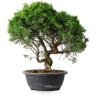 Juniperus chinensis Itoigawa, 35 cm, ± 15 ans