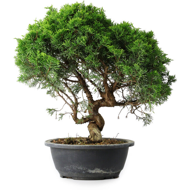 Juniperus chinensis Itoigawa, 35 cm, ± 15 ans