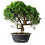 Juniperus chinensis Itoigawa, 35 cm, ± 15 years old