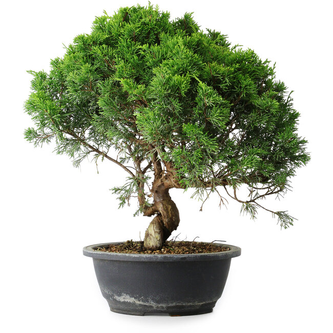 Juniperus chinensis Itoigawa, 35 cm, ± 15 anni
