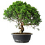 Juniperus chinensis Itoigawa, 35 cm, ± 15 ans