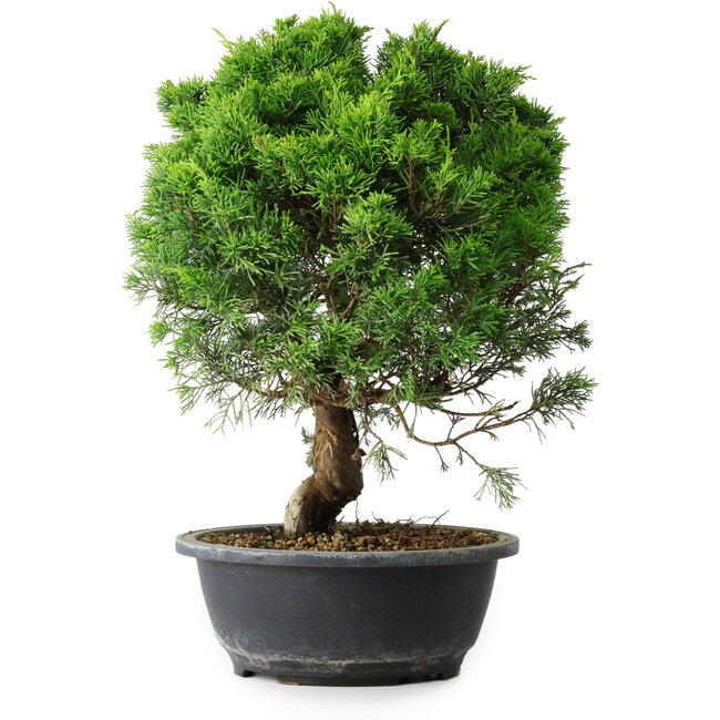 Juniperus chinensis Itoigawa, 35 cm, ± 15 jaar oud