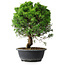Juniperus chinensis Itoigawa, 35 cm, ± 15 ans