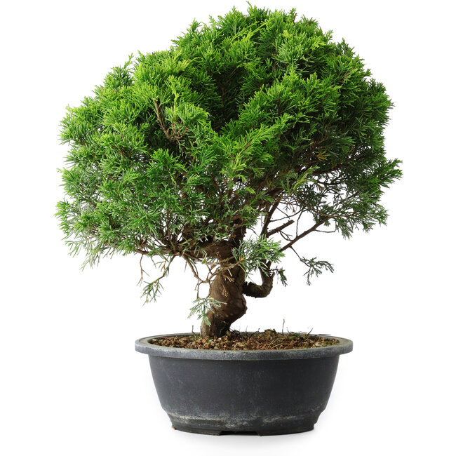 Juniperus chinensis Itoigawa, 35 cm, ± 15 ans