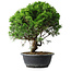 Juniperus chinensis Itoigawa, 35 cm, ± 15 ans
