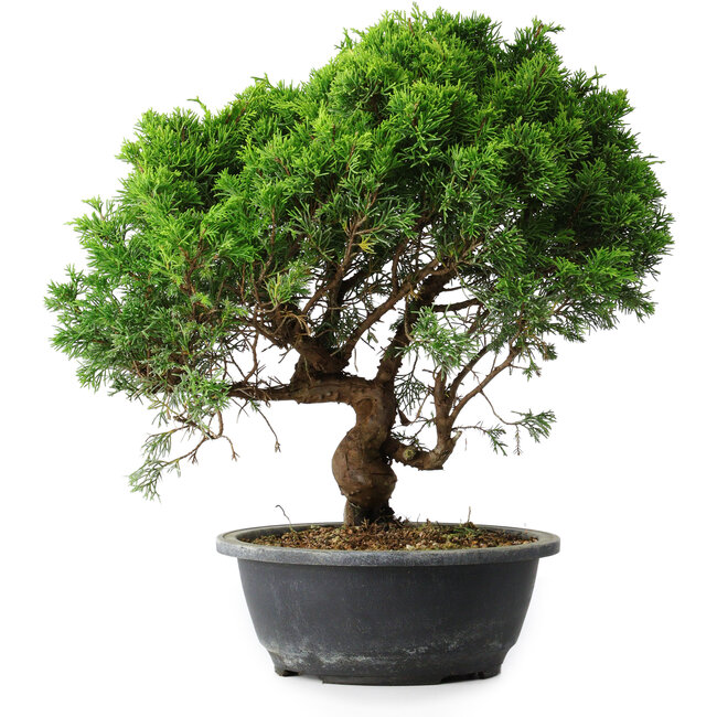 Juniperus chinensis Itoigawa, 35 cm, ± 15 Jahre alt