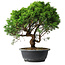 Juniperus chinensis Itoigawa, 35 cm, ± 15 ans