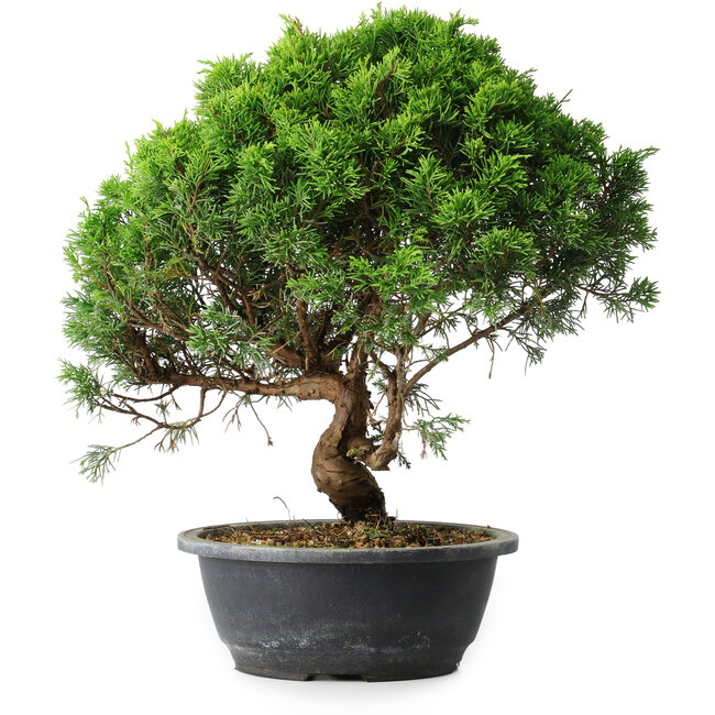 Juniperus chinensis Itoigawa, 35 cm, ± 15 Jahre alt