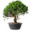 Juniperus chinensis Itoigawa, 35 cm, ± 15 ans