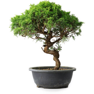 Juniperus chinensis Itoigawa, 33,5 cm, ± 15 años