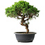 Juniperus chinensis Itoigawa, 33,5 cm, ± 15 Jahre alt