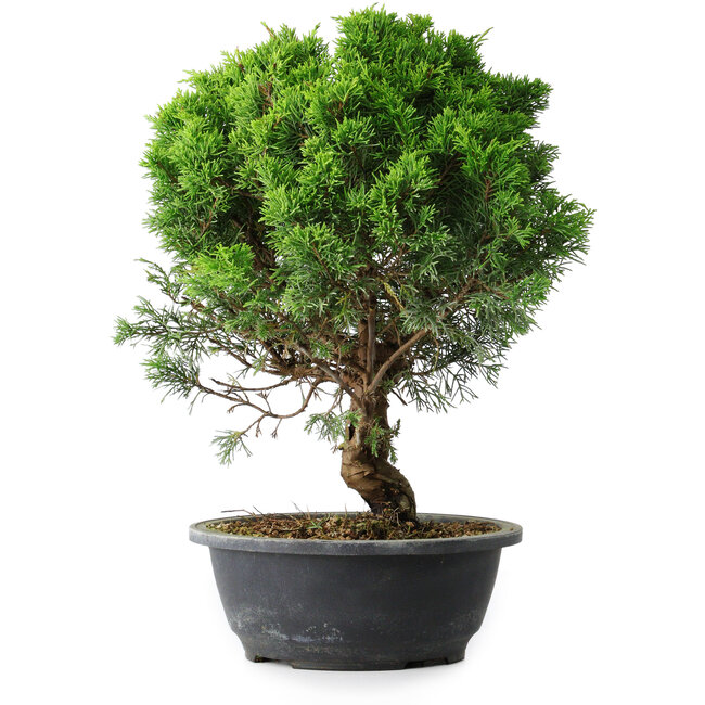Juniperus chinensis Itoigawa, 35 cm, ± 15 Jahre alt