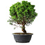 Juniperus chinensis Itoigawa, 35 cm, ± 15 ans