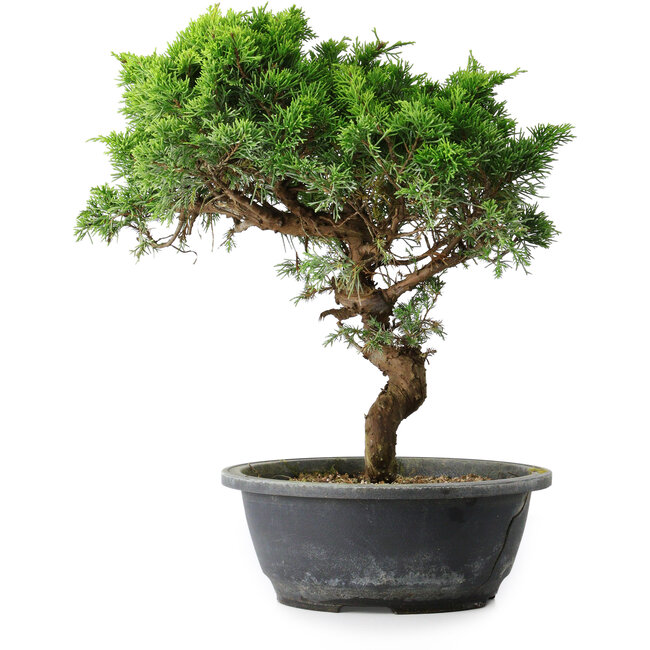 Juniperus chinensis Itoigawa, 33,5 cm, ± 15 ans