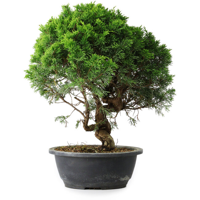 Juniperus chinensis Itoigawa, 35 cm, ± 15 años