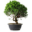 Juniperus chinensis Itoigawa, 35 cm, ± 15 ans