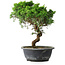 Juniperus chinensis Itoigawa, 33,5 cm, ± 15 Jahre alt