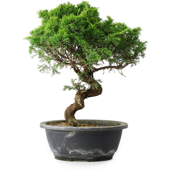 Juniperus chinensis Itoigawa, 33,5 cm, ± 15 years old