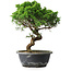Juniperus chinensis Itoigawa, 33,5 cm, ± 15 Jahre alt