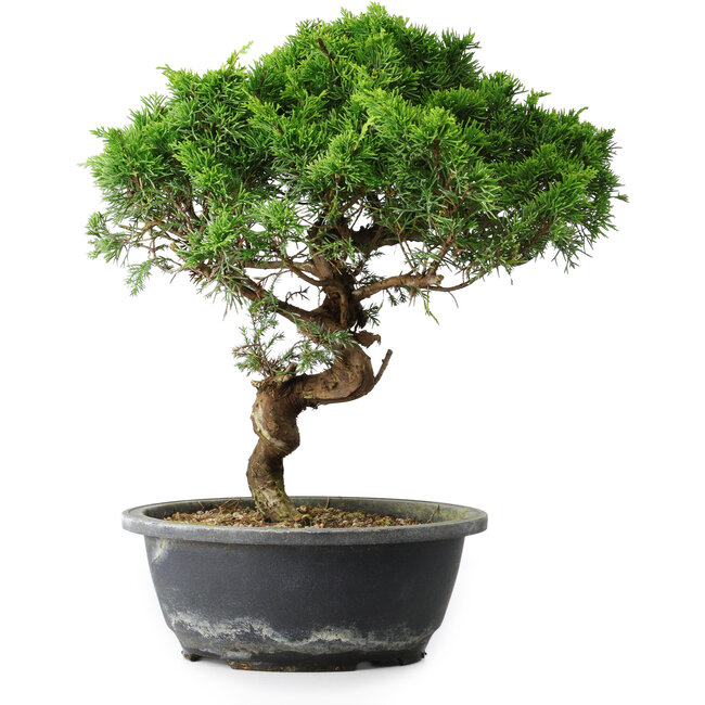 Juniperus chinensis Itoigawa, 33,5 cm, ± 15 ans