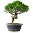 Juniperus chinensis Itoigawa, 33,5 cm, ± 15 Jahre alt