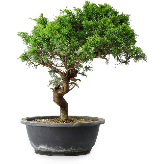 Juniperus chinensis Itoigawa, 33,5 cm, ± 15 años