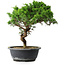 Juniperus chinensis Itoigawa, 33,5 cm, ± 15 ans