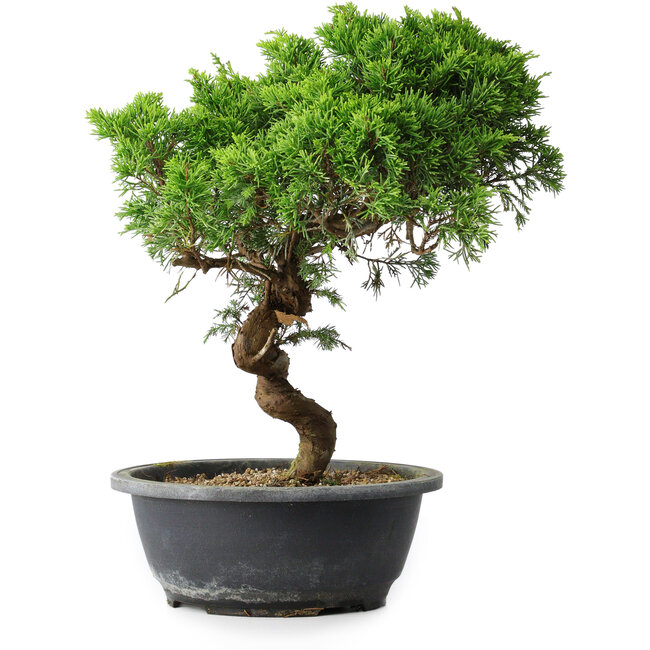 Juniperus chinensis Itoigawa, 33,5 cm, ± 15 years old