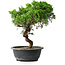 Juniperus chinensis Itoigawa, 33,5 cm, ± 15 Jahre alt