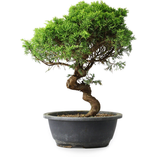 Juniperus chinensis Itoigawa, 33,5 cm, ± 15 ans