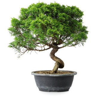 Juniperus chinensis Itoigawa, 35 cm, ± 15 ans