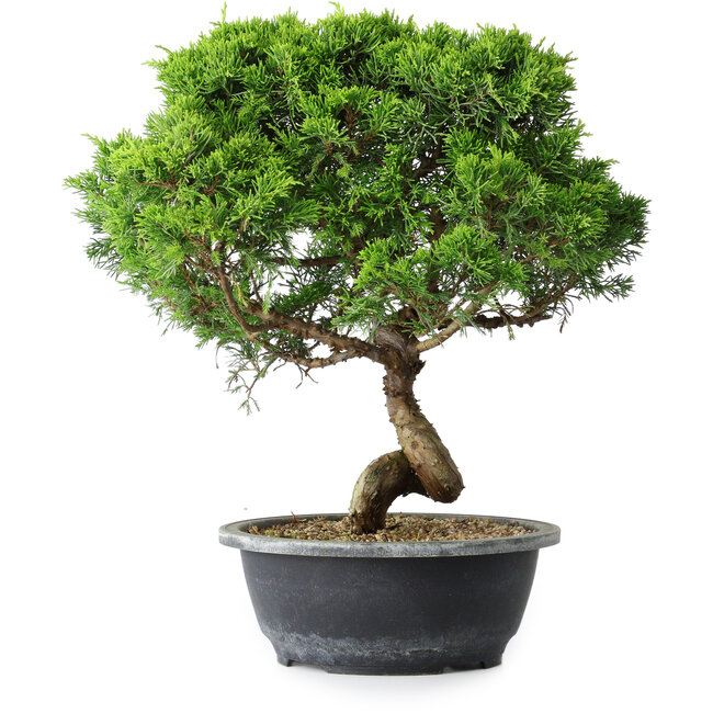 Juniperus chinensis Itoigawa, 35 cm, ± 15 Jahre alt