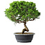 Juniperus chinensis Itoigawa, 35 cm, ± 15 ans