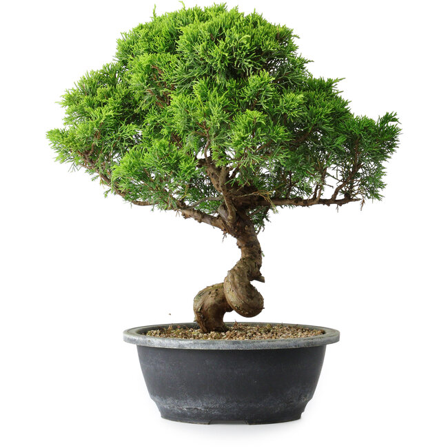 Juniperus chinensis Itoigawa, 35 cm, ± 15 jaar oud