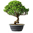 Juniperus chinensis Itoigawa, 35 cm, ± 15 ans