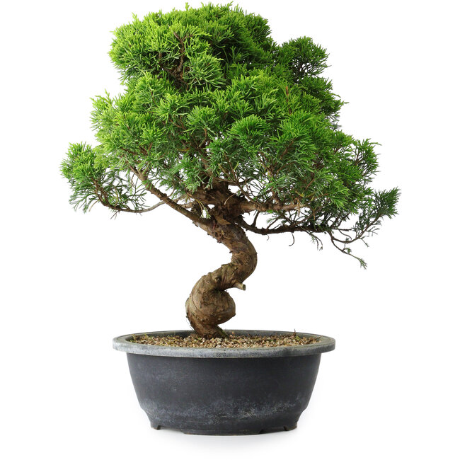 Juniperus chinensis Itoigawa, 35 cm, ± 15 years old