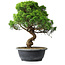 Juniperus chinensis Itoigawa, 35 cm, ± 15 ans