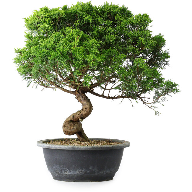 Juniperus chinensis Itoigawa, 35 cm, ± 15 ans