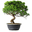 Juniperus chinensis Itoigawa, 35 cm, ± 15 ans