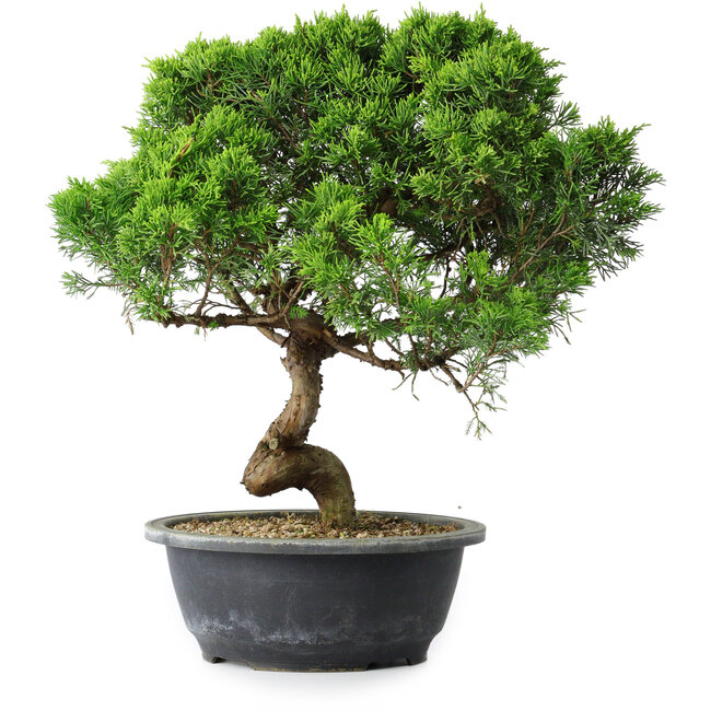 Juniperus chinensis Itoigawa, 35 cm, ± 15 anni