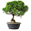 Juniperus chinensis Itoigawa, 35 cm, ± 15 ans