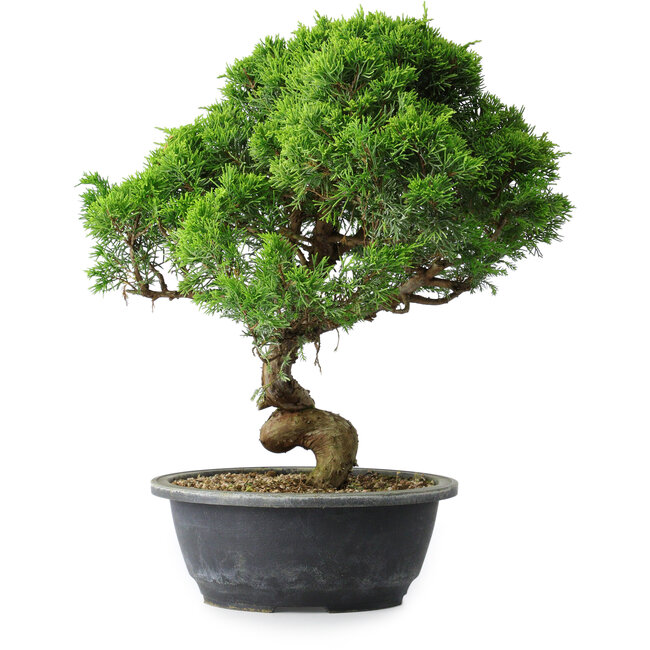 Juniperus chinensis Itoigawa, 35 cm, ± 15 jaar oud