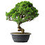 Juniperus chinensis Itoigawa, 35 cm, ± 15 ans