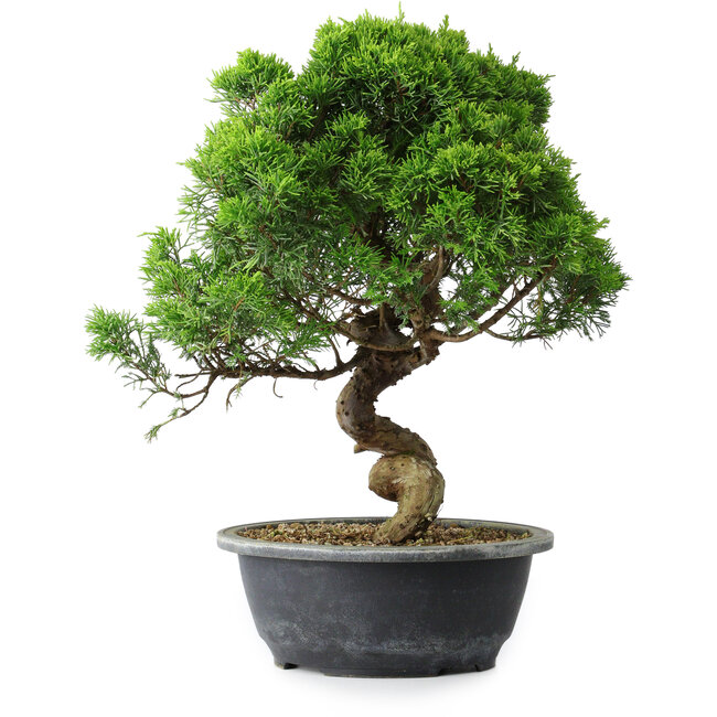 Juniperus chinensis Itoigawa, 35 cm, ± 15 years old
