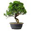 Juniperus chinensis Itoigawa, 35 cm, ± 15 ans