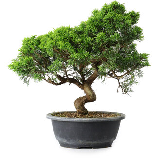 Juniperus chinensis Itoigawa, 33 cm, ± 15 ans